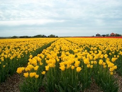 Tulips