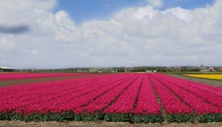 Colorful fields of flower bulbs
